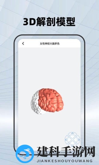 人体骨骼